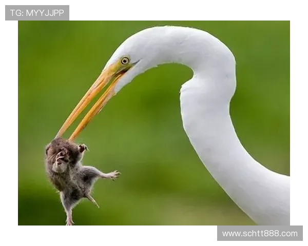 精彩回顾日本与澳大利亚的激烈对决全场录播精彩瞬间解析 精彩回顾日本与澳大利亚的激烈对决全场录播精彩瞬间解析